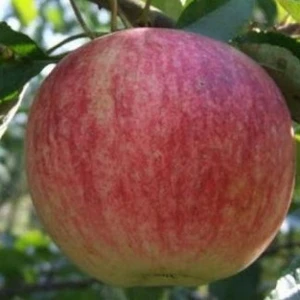 Слава Победитель (Slava Pobeditel / Învingătorul)