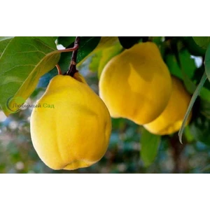 Айва ароматная (Gutui Aromată)