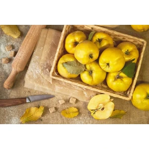 Айва Мягкоплодная Волгоградская