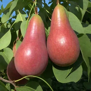 Π’Π°Π»Π³Π°ΡΡΠΊΠ°Ρ ΠΊΡΠ°ΡΠ°Π²ΠΈΡΠ°