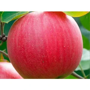 Cempion Чемпион