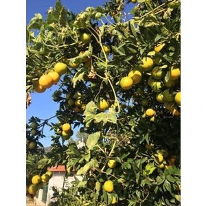 Limon 2 ani (Лимон 2 года)