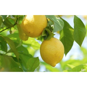 Lamîi 4 ani (Лимон 4 года)