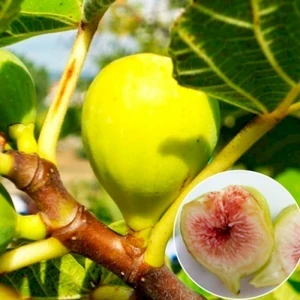 Smochin Verde 2 ani (Зеленый Инжир 2 года)