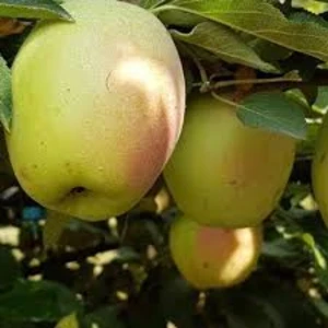 Sinapca (Синапка)