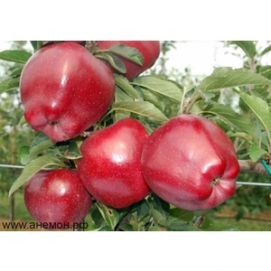 Reed Ciff (РедЧиф)