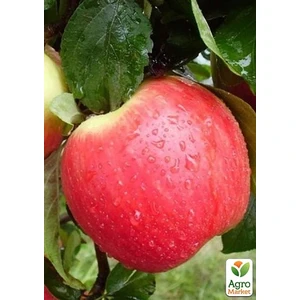 Geneva (Женева)