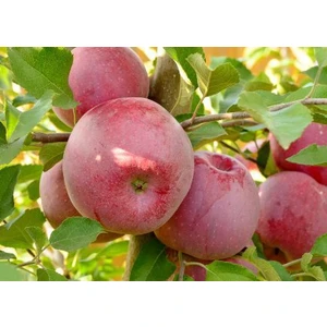 Florina (Флорина)