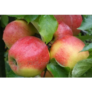 Montuan (Монтуан)