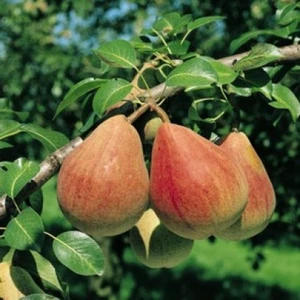 Favorita lui Clappβ (ΠΡΠ±ΠΈΠΌΠΈΡΠ° ΠΠ»Π°ΠΏΠΏΠ°)