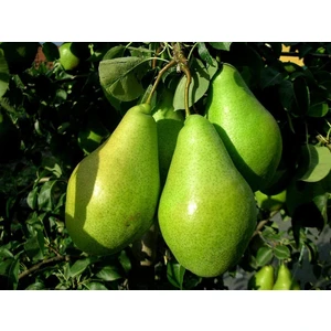 Para Noiabrskaia (Noyabrskaya)