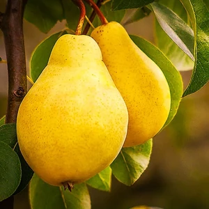 Limonca (ΠΠΈΠΌΠΎΠ½ΠΊΠ°)