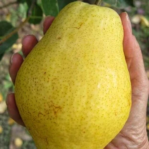 Para Kieffer (ΠΠΈΡΠ΅Ρ)