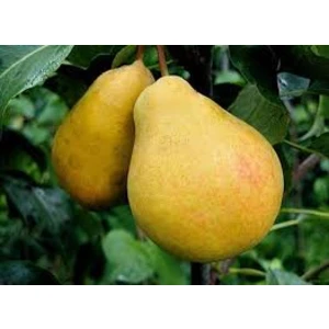 Lesnaia Krasavitsa (ΠΠ΅ΡΠ½Π°Ρ ΠΊΡΠ°ΡΠ°Π²ΠΈΡΠ°)