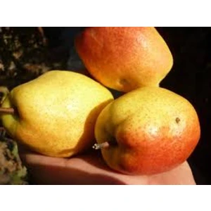 KirghizΔ (ΠΠΈΡΠ³ΠΈΠ·ΡΠΊΠ°Ρ Π³ΡΡΡΠ°)