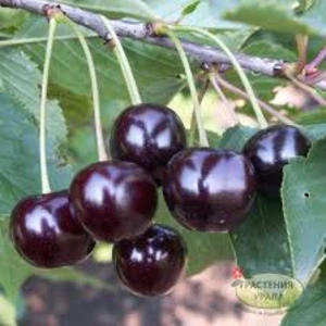 Vișina Șpanka (Шпанка)