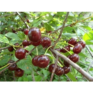 Vișina Cernocorka (Чернокорка)