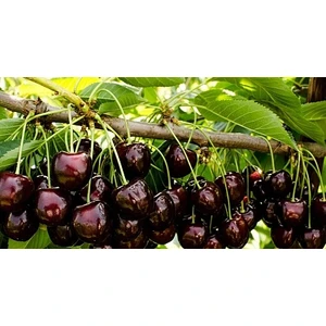 🍒 Vișina Șikoladnitsa (Шиколадница)