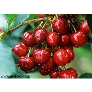 🍒 Vișina Chedovishnia / Cherevishnia (Чюдовишня / Черевишня)