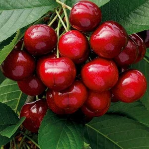 🍒 Cireașa Maișkaia (Майская)