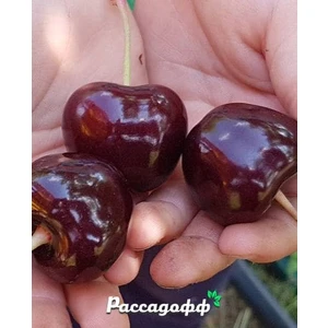 🍒 Cireașa Bîce Serce (Бычье сердце)