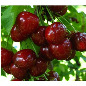 🍒 Cireașa Regina (Регина)