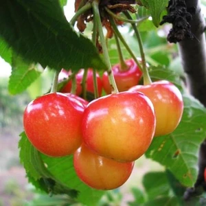 🍒 Cireașa Napoleon (Наполеон)