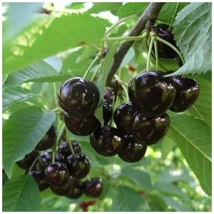 🍒 Cireașa Chernaya Rania (Черная рания)