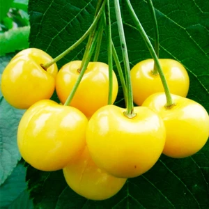 🍒 Cireașa Drogana Zholtaia (Дрогана жёлтая)