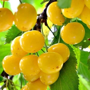 🍒 Cireașa Dacnitsa (Дачница)