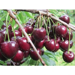 🍒 Cireașa Kordia (Кордия)