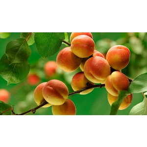 🍑 Caisa Krasnoshekiy (Краснощекий)