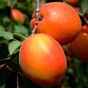 🍑 Caisa Farbeli (Фарбели)