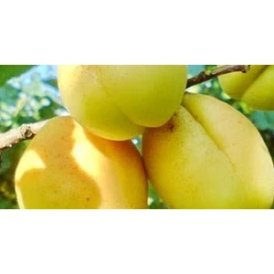 🍑 Caisa Ananasovy (Ананасовый)