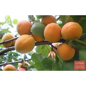 🍑 Caisa Bukuria (Букурия)