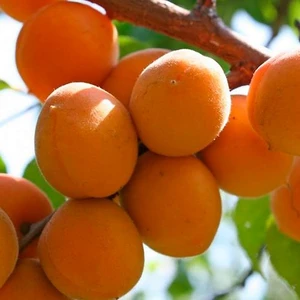 🍑 Caisa Znaotka (Знахотка)