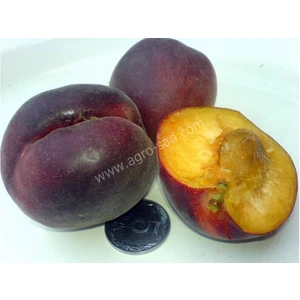 🍑 Caisa Cerny Prinț (Черный Принц)