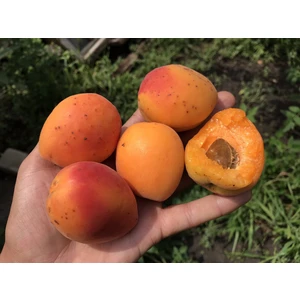 🍑 Caisa Faralia (Фаралия)