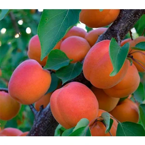 🍑 Caisa Kyoto (Киото)