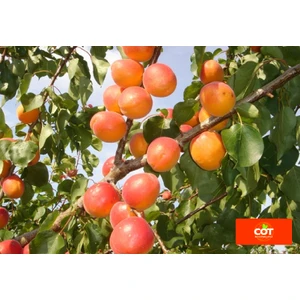 🍑 Caisa Ladi Kit (Лади Кит)