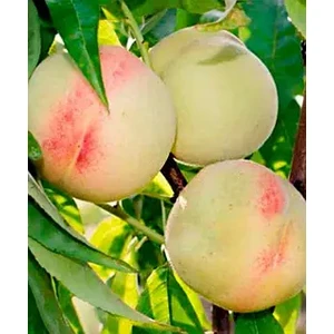 🍑 Piersicul Bely Lebed (Белый лебедь)