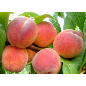 🍑 Piersicul Redheaven (Редхевен)