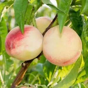 🍑 Piersicul Flamingo (Фламинго)