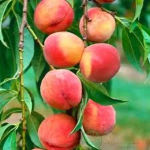 🍑 Piersicul Alisa (Алиса)