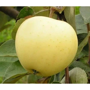 Belii Naliv [Белый Налив]