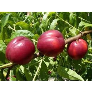 🍑 Nectarina Red Gold (Ред Голд)