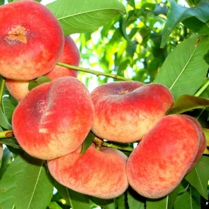 🍑 Piersicul plat Sugar Baby (Сугар Бэбй)