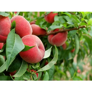 🍑 Piersicul plat Remeni (Ремени)