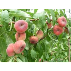 🍑 Piersicul plat UFO04 (UFO04)