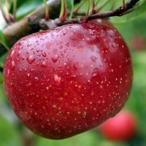 Red Free [Ред фри]